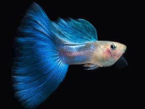 How Many Guppies Can You Keep In A 10-Gallon Tank? (And Why I Learned