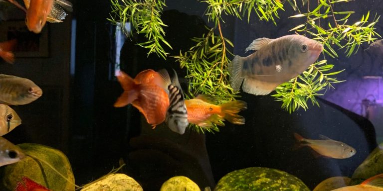 Colorful tropical fish gathering near the water surface in a home aquarium, eagerly awaiting feeding time