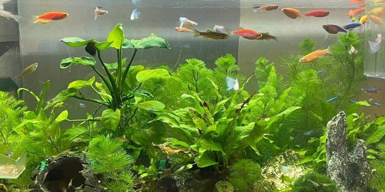 Healthy aquarium with crystal-clear water after natural softening methods – peat moss and driftwood visible