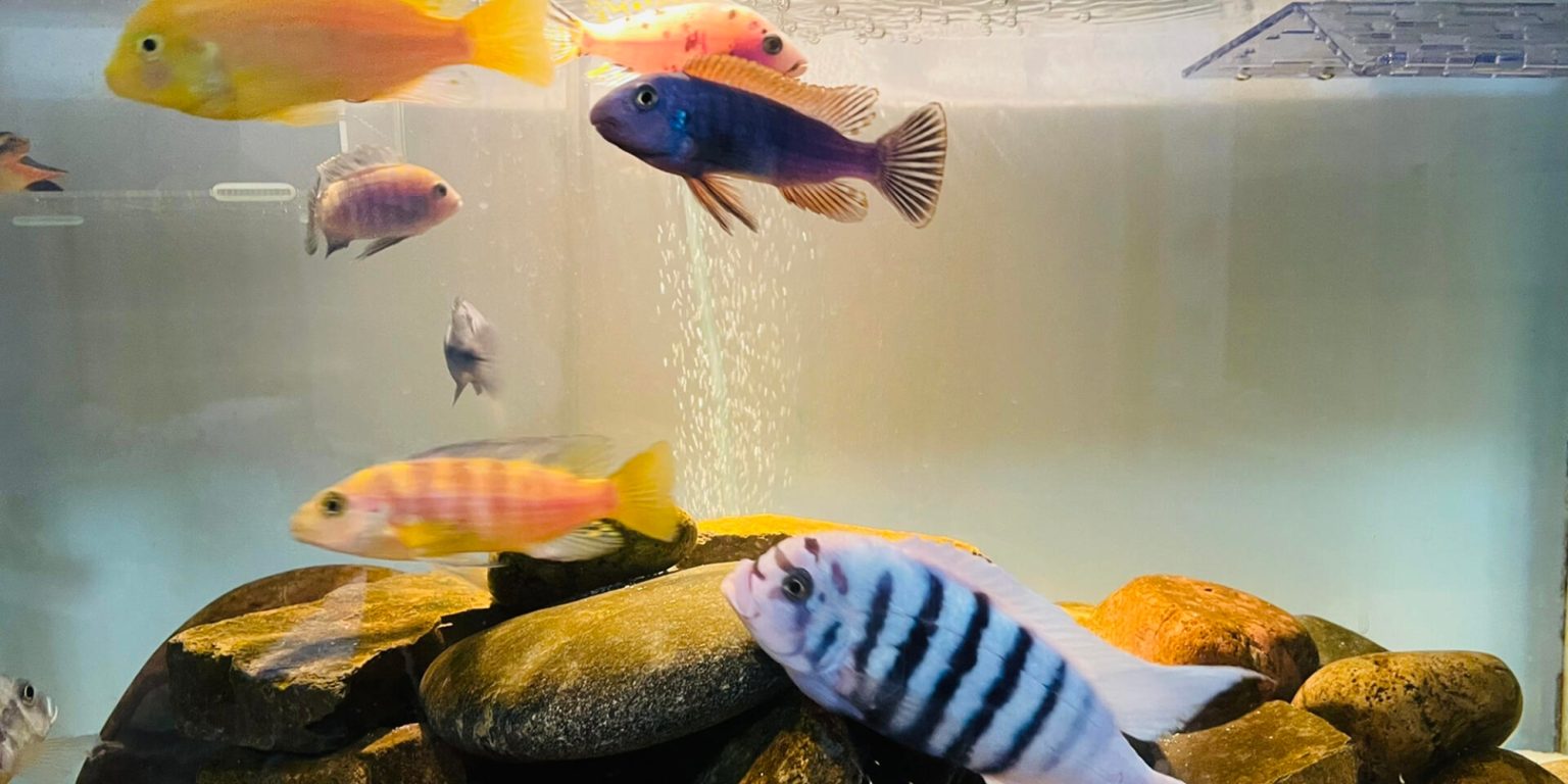 View of Cichlids Care Guide (Tank Setup, Water Needs, And Feeding) - Aquarium Grow