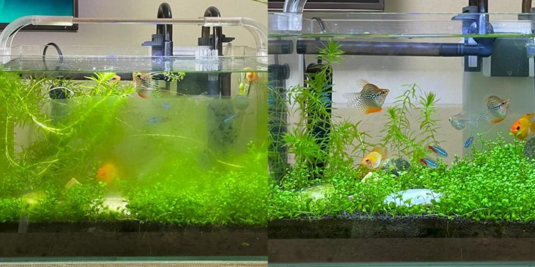 Aquarium decorations before and after cleaning: algae-covered ornaments vs. clean, safe fish tank setup
