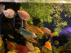 How Long Can Fish Go Without Food? Your Vacation Survival Guide