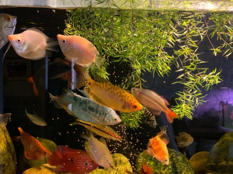 How Long Can Fish Go Without Food