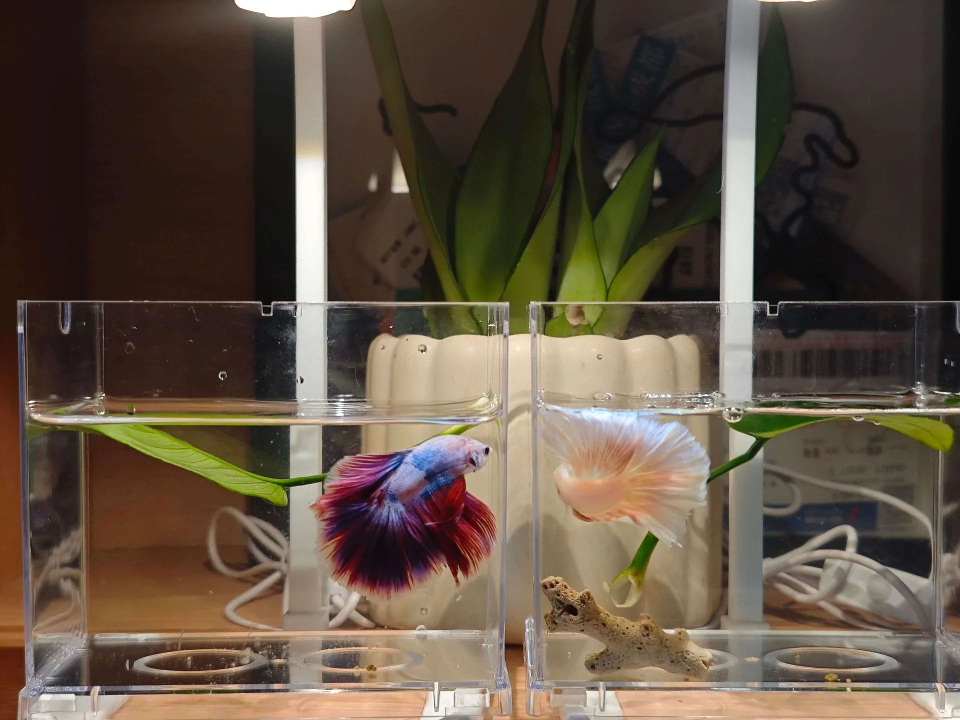 Two colorful betta fish swim in separate clear tanks with plants.