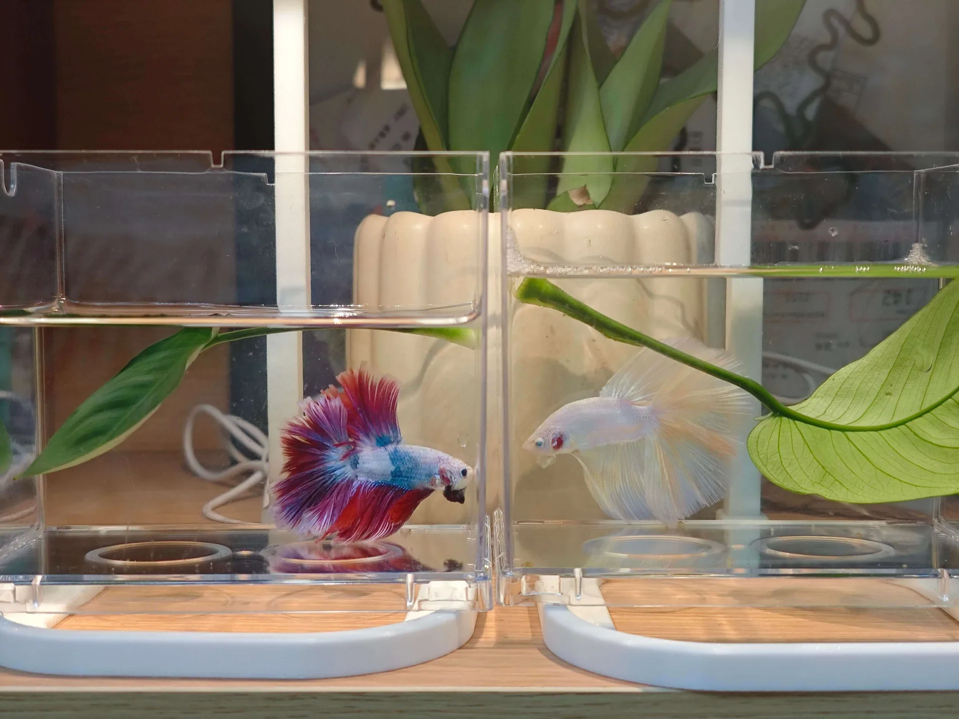 Two betta fish, one red and blue, the other white, in separate clear tanks.